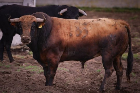 Emiliano Abreu (@donemilabr) on Twitter photo 