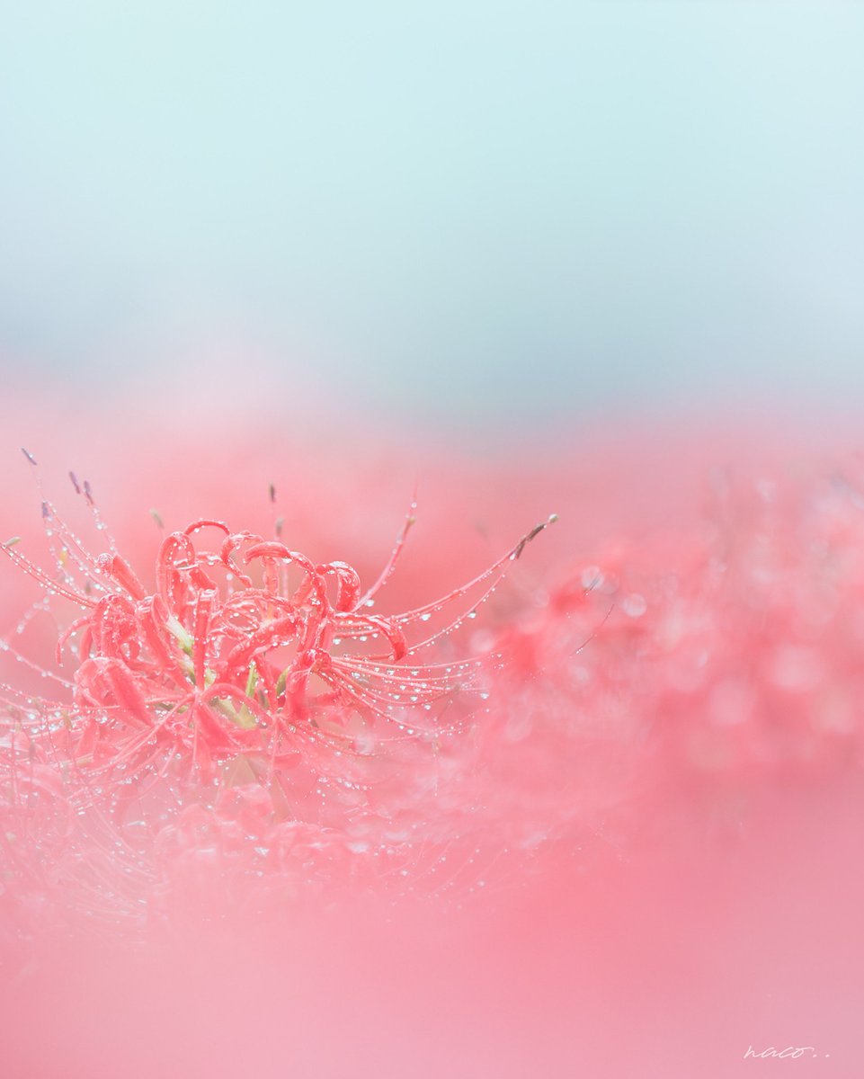 nacoページ インクスレーベル ナッゾジグ ヘビールゾーン 35g INX LABEL