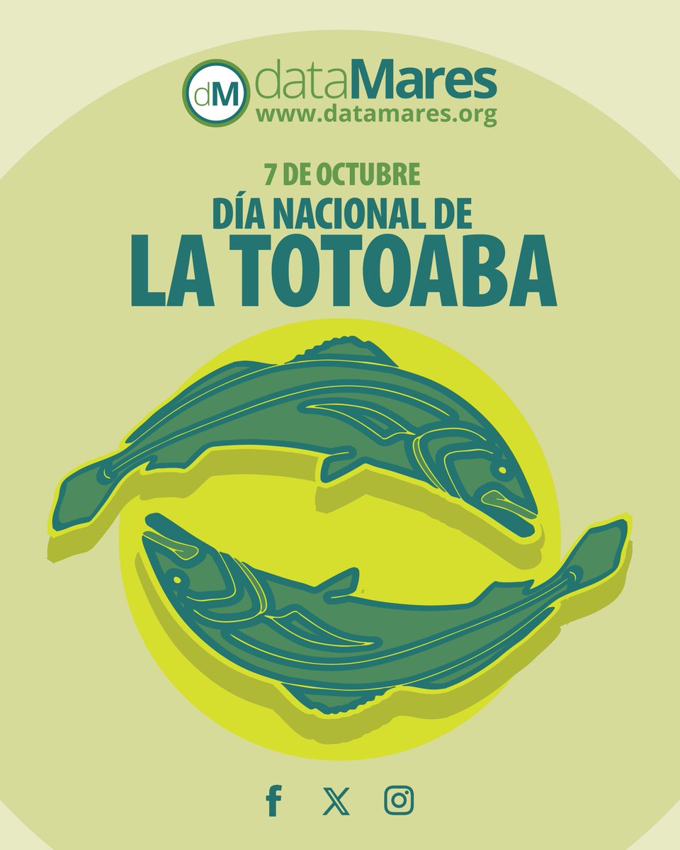 dataMares's tweet photo. 7 de octubre - #DiaNacionaldelaTotoaba
🐟 La #totoaba es endémica del #GolfodeCalifornia en México y ha permanecido bajo protección desde 1975.
📌 Descarga el #dataPoster completo: https://t.co/tIiXizexGI
#especieprioritaria #mexicomarino https://t.co/jZF4OOidHT