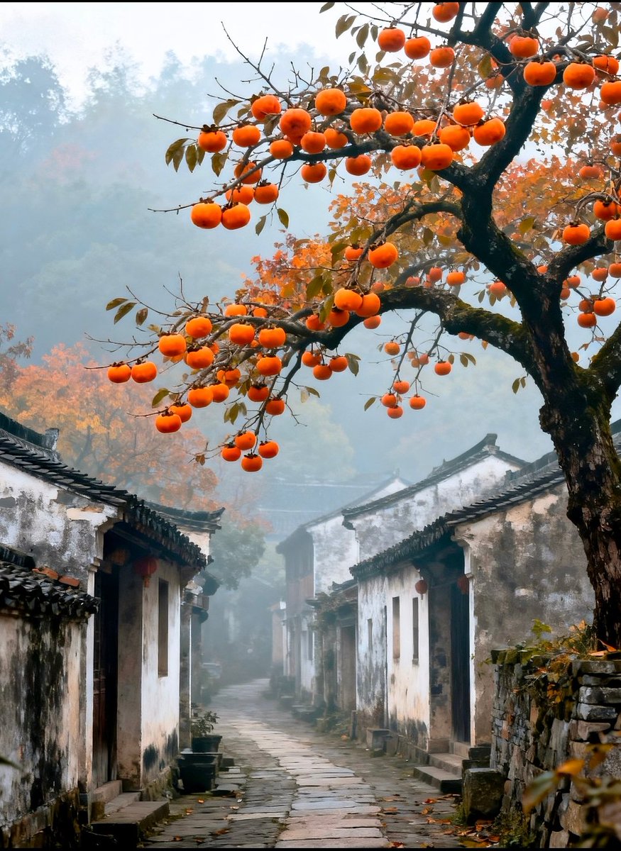 闲柿挂枝头，人间好时节。#大美中国