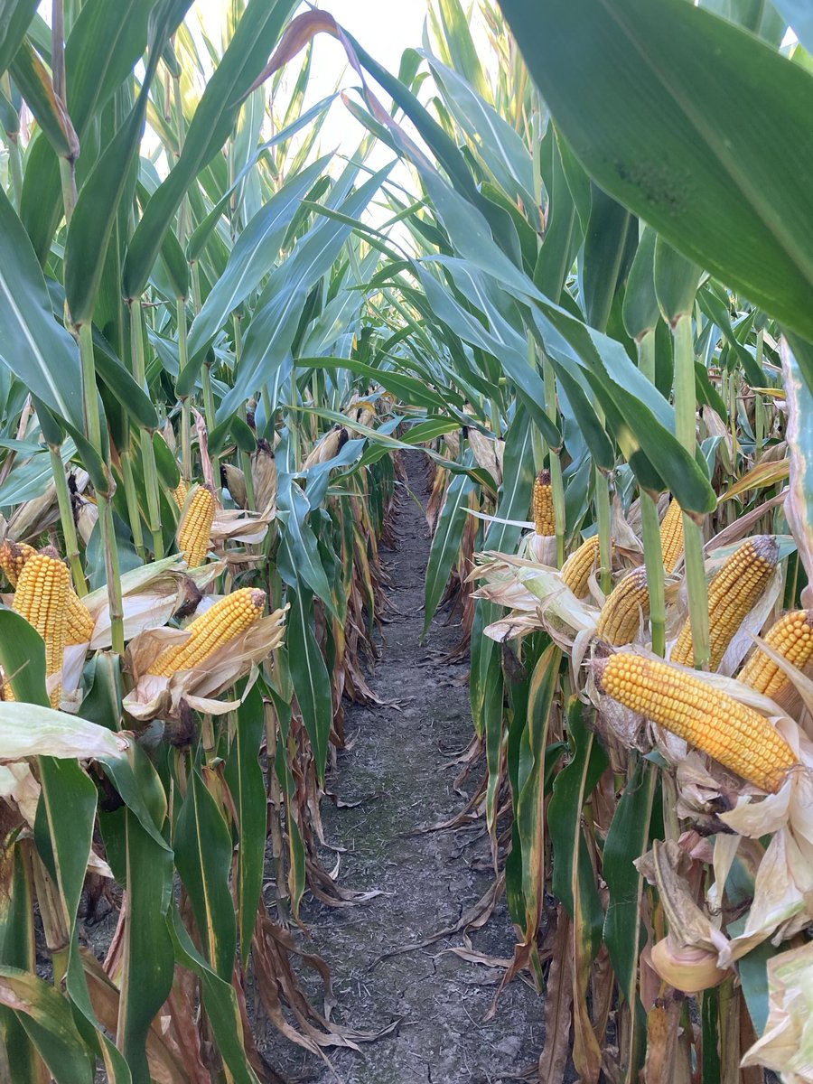It’s about time that the flats on the mighty Sydenham actually produced some corn! River flats are always a week behind the top ground.