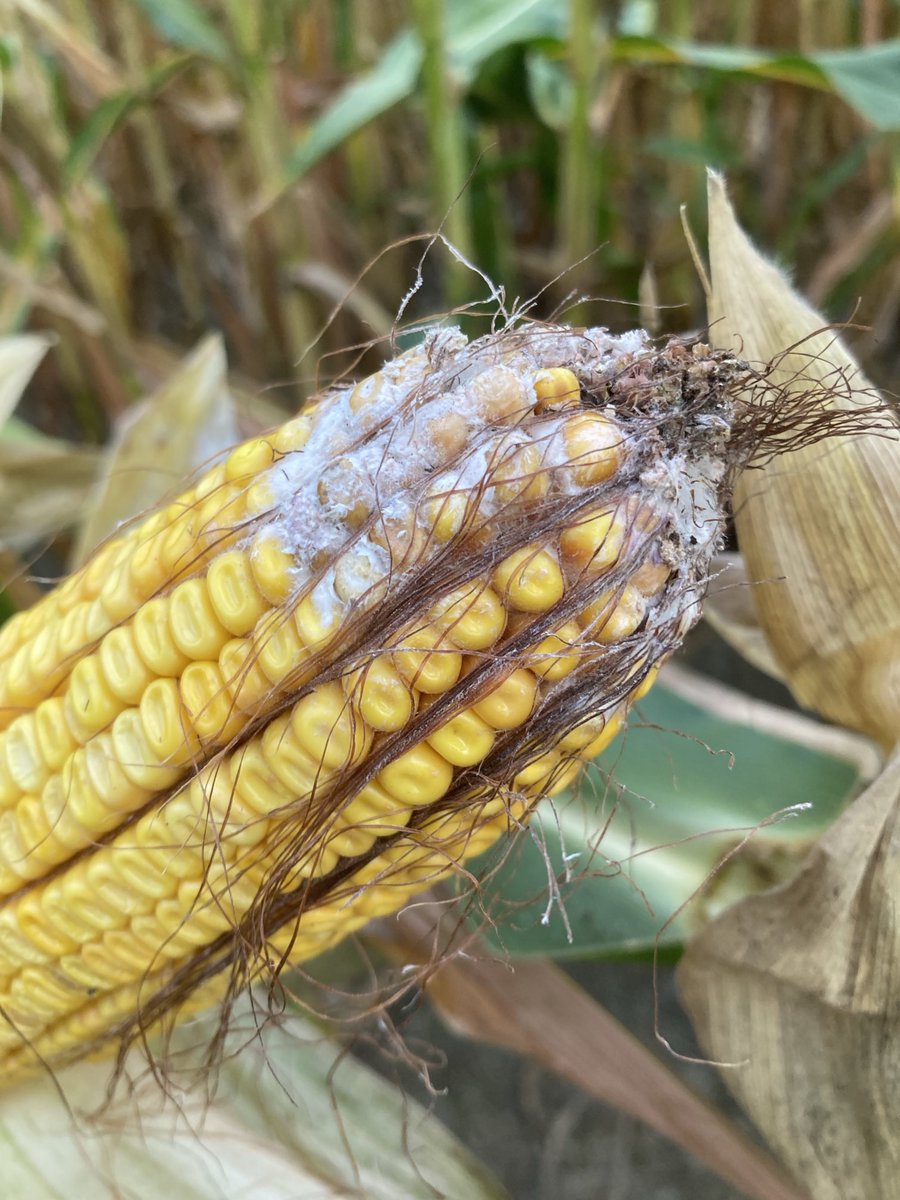 A touch of ear mould on some husks that stayed tight