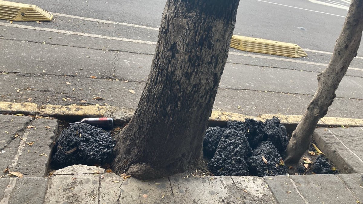 🌳👷‍♂️❌Inadmisible: CUADRILLA <a href="/SOBSECDMX/">Secretaría de Obras y Servicios CDMX</a> TIRA RESTOS DE ASFALTO/CHAPOPOTE EN CAJETES DE 3 ÁRBOLES (frente a Av Revolución 1757, 1761 y 1767) tras bachear en San Ángel, AAO.

Es mala leche, no ignorancia Regresen a quitar sus porquerías
<a href="/GobCDMX/">Gobierno de la Ciudad de México</a> <a href="/PAOTmx/">PAOT</a> <a href="/supercivicosmx/">Los Supercívicos</a> <a href="/locatel_mx/">@locatel_mx</a>