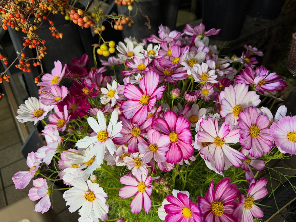 コスモスを仕入れました！かわいいです^ ^