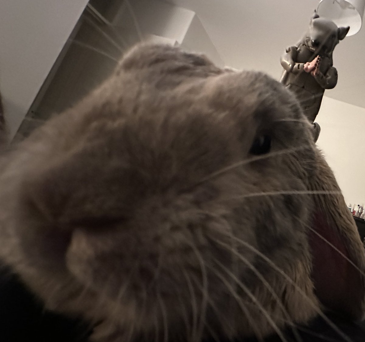 Hightail Creations (@hightail_works) on Twitter photo 