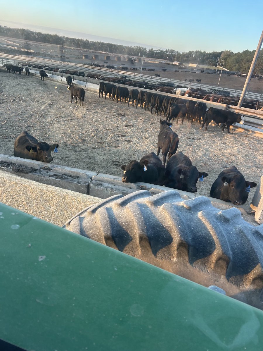 When you own the pen of steers right next to the fresh corn buffet 🍻🙃