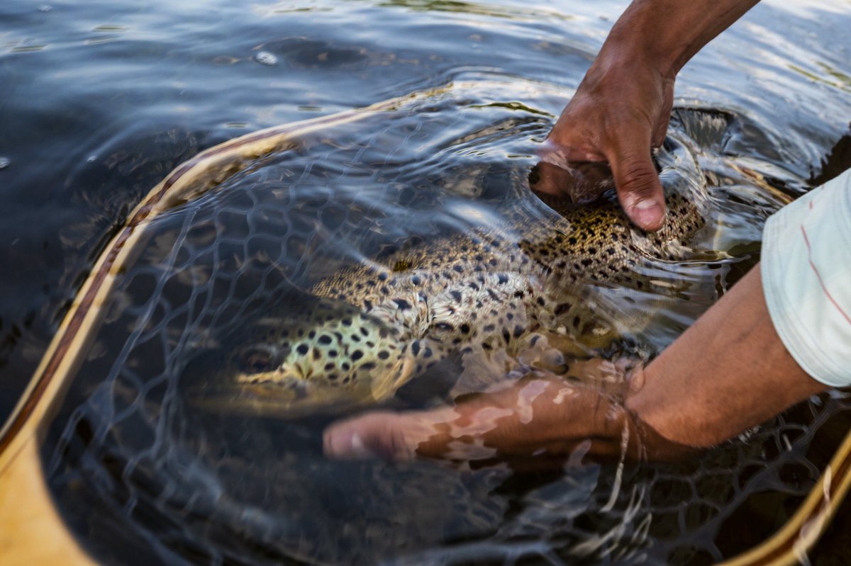 Keep Fish Wet tweet media