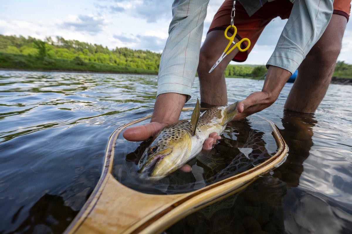 Keep Fish Wet tweet media