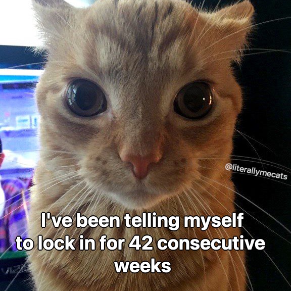 LiterallyMeCats (@literallymecats) on Twitter photo 
