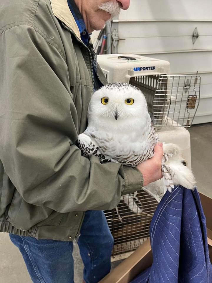 Owl Every Day (@owleveryday) on Twitter photo 