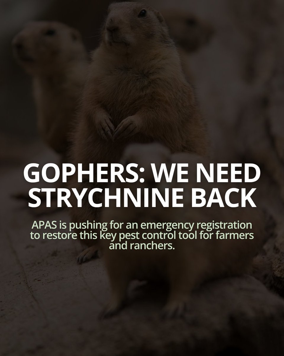 AgProducersSK's tweet photo. Farms need proven solutions, not red tape roadblocks.
We're calling on authorities to grant the emergency access needed to bring back this critical pest control product. Read more about why APAS is fighting this battle. ๐ญ
#SaskFarming #Advocacy #GopherProblem #APAS https://t.co/c9ekFiPAbT