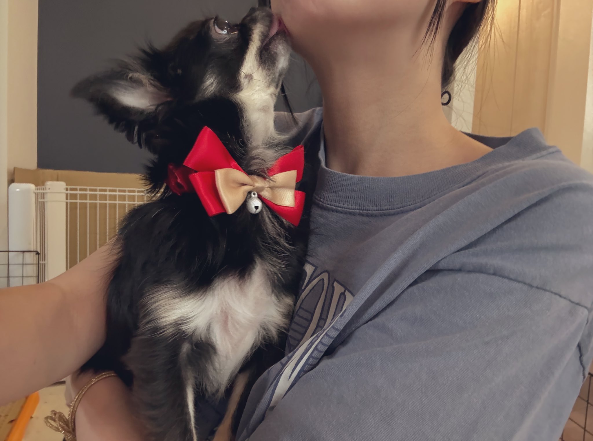 【イヌ】 わんちゃん入舎しました!! | かねだい八千代店のブログnew!