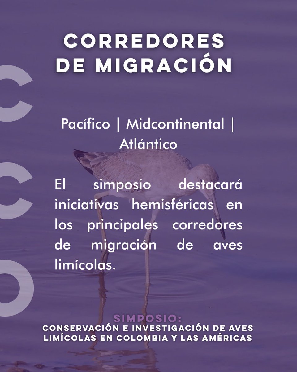 🌊🐦 Lanzamiento de simposio en el #CCO2025:
Conservación e investigación de aves limícolas en Colombia y las Américas 🌎

Descubre los avances en ciencia y conservación de estas viajeras incansables.
📍 Cali | 📆 10–12 Dic 2025
#AvesLimícolas #AvesMigratorias #ACO