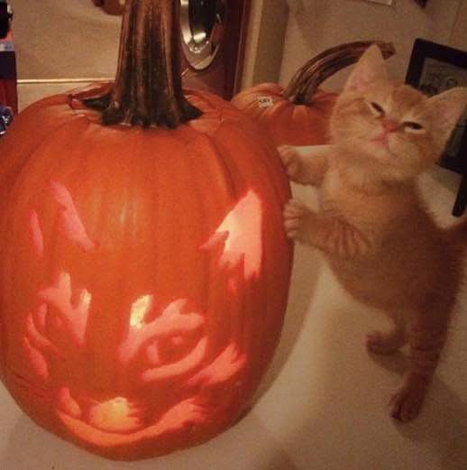 DiloConGatitoz's tweet image. Ya estamos listos para el 31

#Halloween 🎃