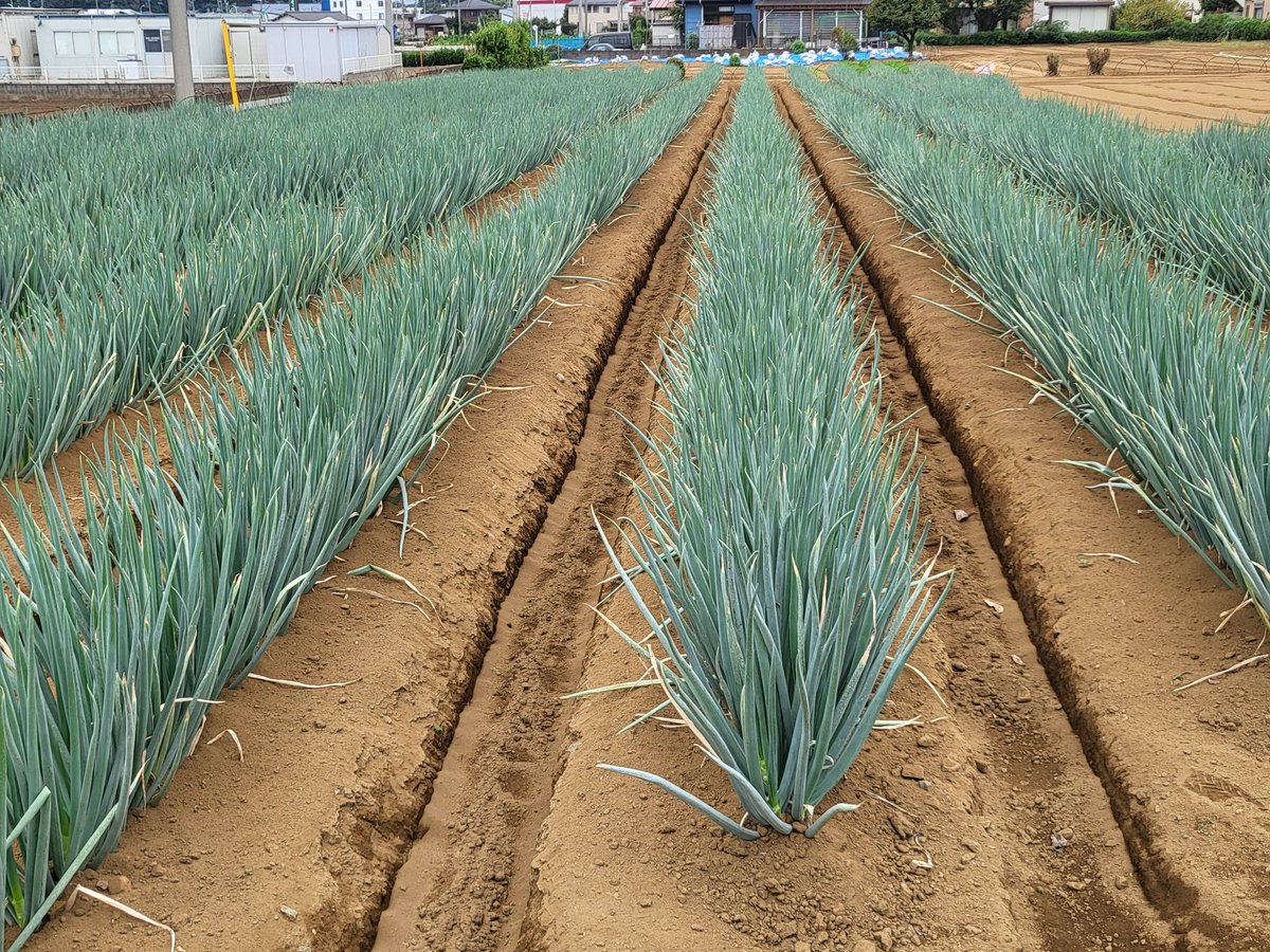 いつぞやの………

　　整列！！！
　　　　　　　＼( `･ω･)┐

野菜は こうやって作られるんだよなぁ……

     農家さんに 感謝  (๑ˊ͈ ꇴ ˋ͈)人 ✨️✨️✨️