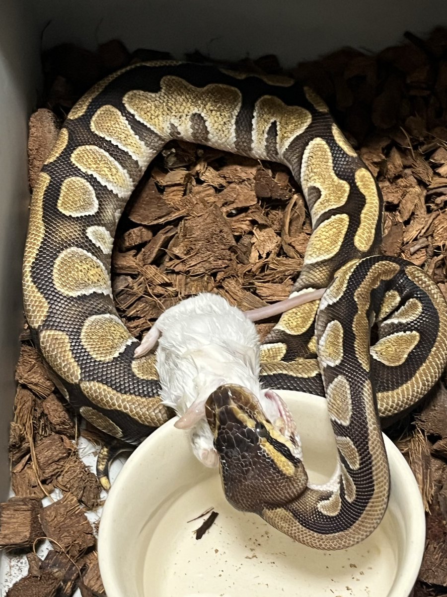 全然食べずに半年くらい経ってたおチビさん、目覚める。
地味だけどホモ🤡化したいから大きくなって欲しいところ

今日は午後の外出が終わったらショップさん寄るで