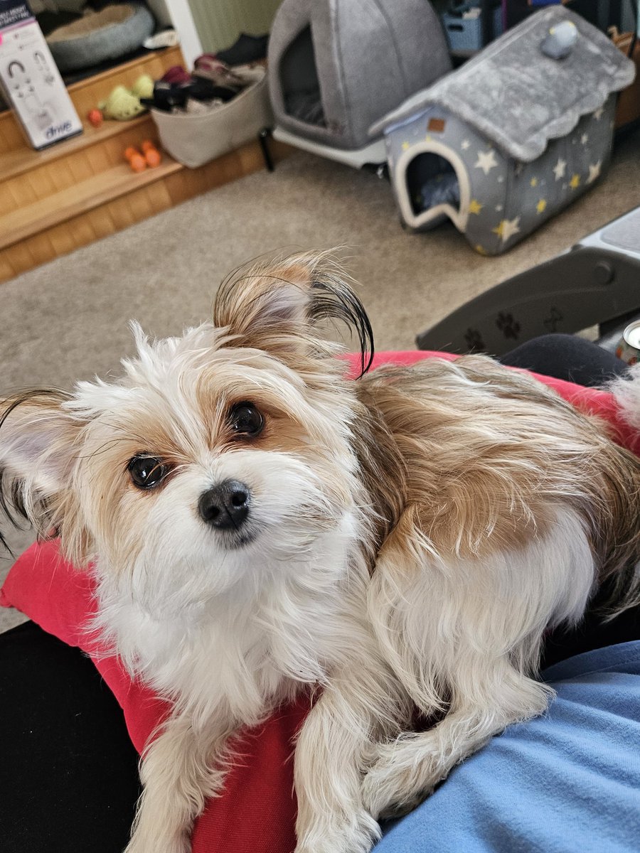 Working on my WIP isn't visually interesting, so here's a pic of Miguel. 🤩