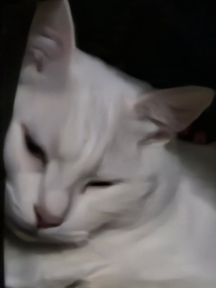 Postroff update for my friends and commissions... and work...:

I've been sick for weeks and honestly it's just getting worse, i'll try my best on everything, i know i became sloppy with work, i try my best to work on everything and to stay healthy and productive irl

Goodnight🐇