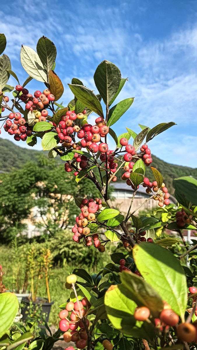 天気も良いのでチョットお出掛け。
何時もの宮津市まで行ってきます。