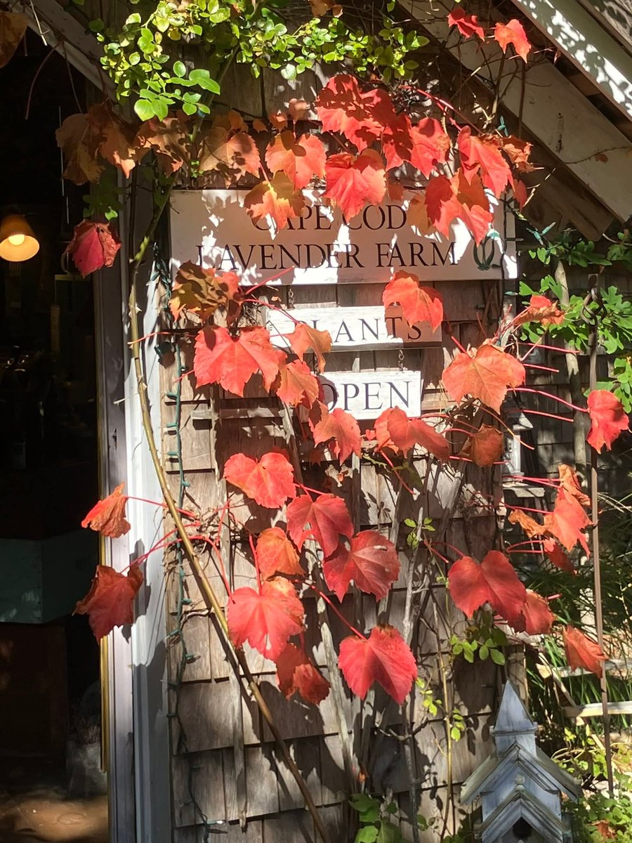 Goliath_GW's tweet image. #chill #CapeCod