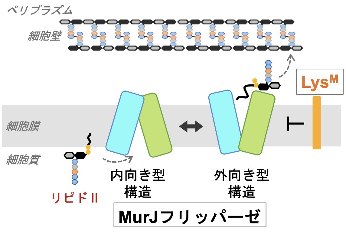 Tsukazaki-LAB tweet media