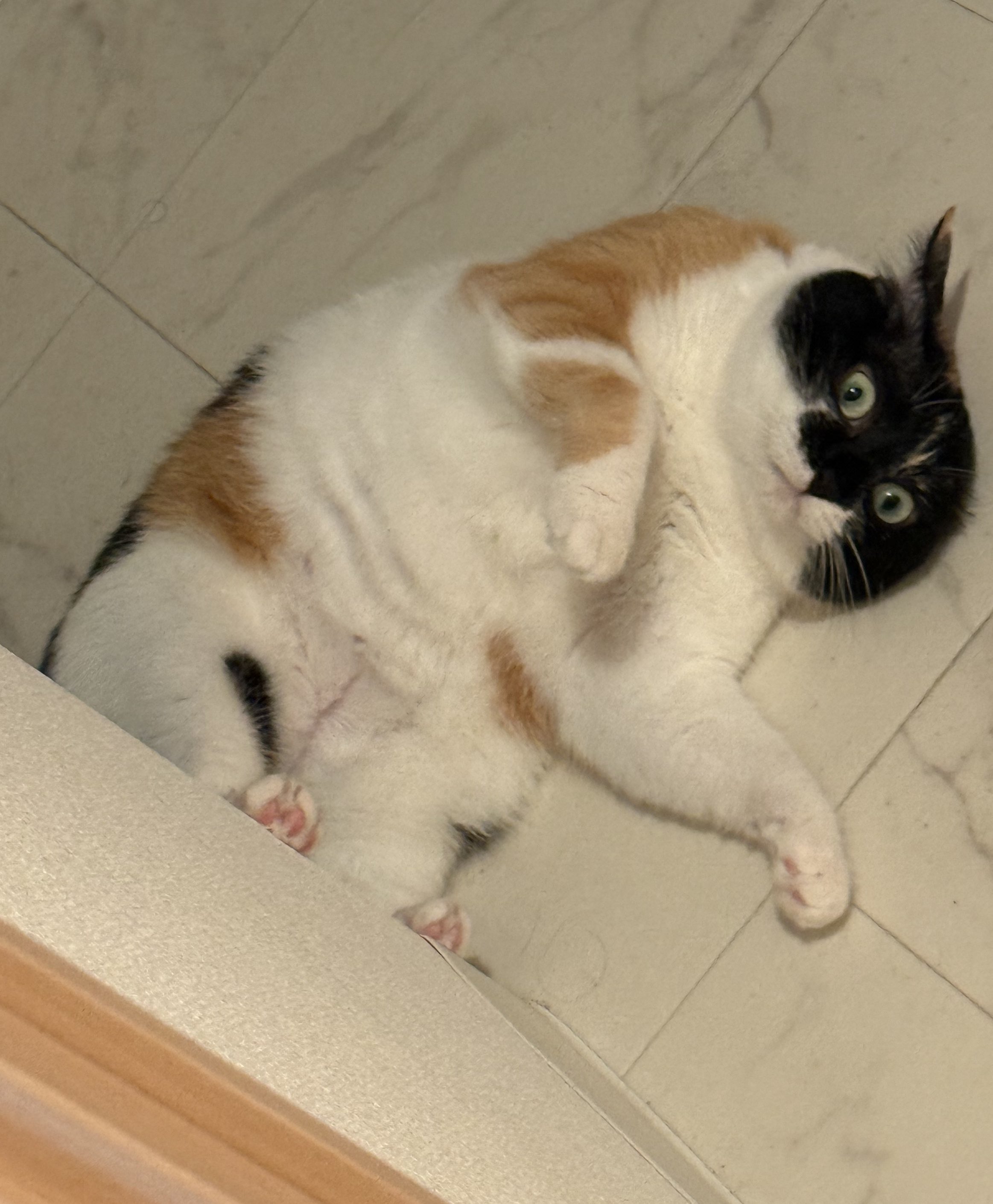 三毛猫~断捨離中~（感謝） 三毛猫~断捨離中~様 専用（感謝）