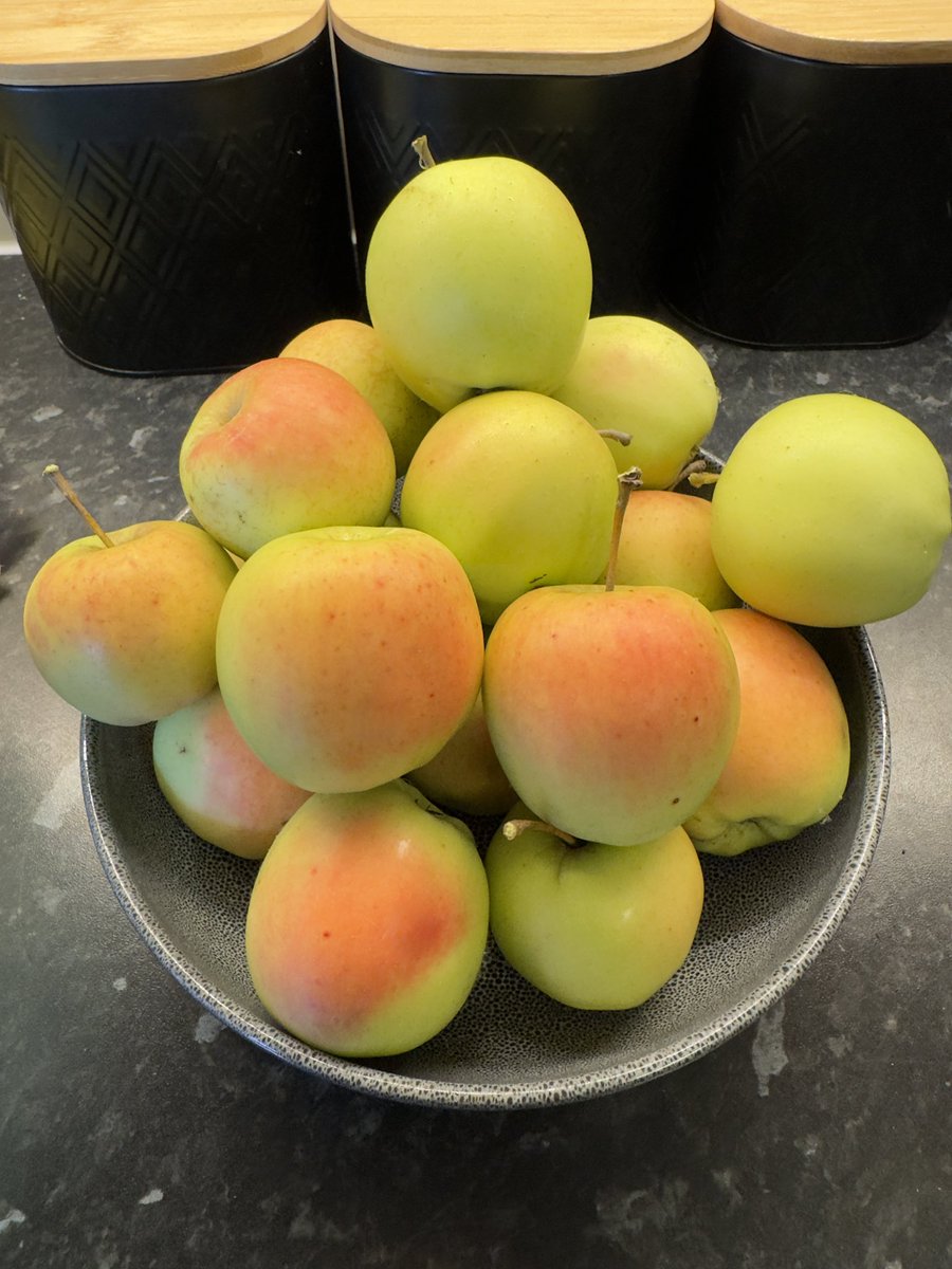 ChillieQueen's tweet photo. Well I’m dead chuffed. £6 apple tree from a supermarket and 3yrs later I got this 👍🏼👩🏻‍🌾 https://t.co/W7wGd9VDVQ