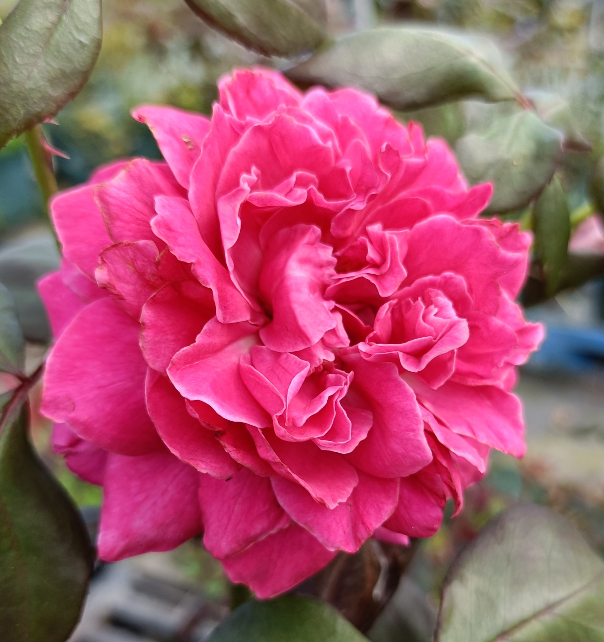 まるちゃん🌹🐱🐕🐾🐾 on X: 