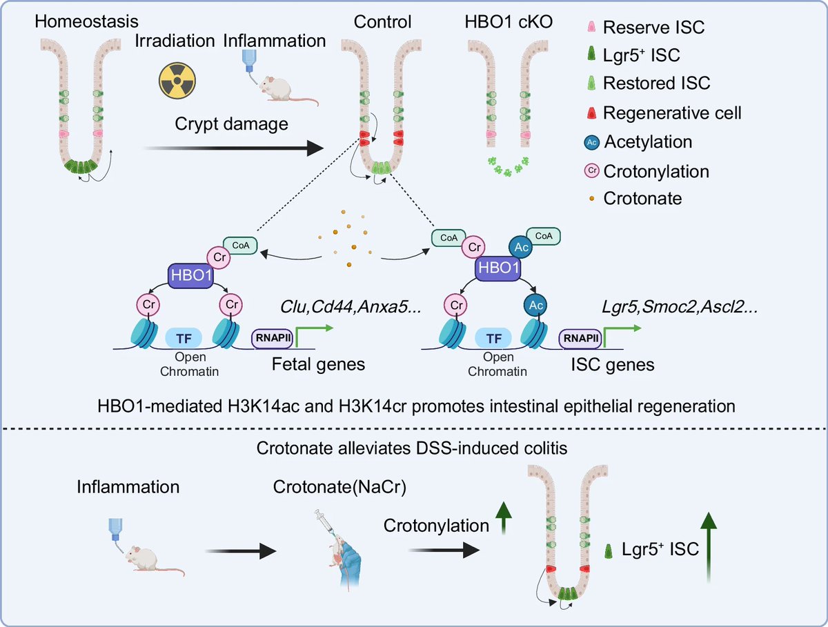 Intestinal_Cell's tweet image. 🧪 Researchers report that crotonate enhances intestinal regeneration after injury via HBO1-mediated H3K14 crotonylation.
@naturecomms | go.nature.com/4h1AfeQ