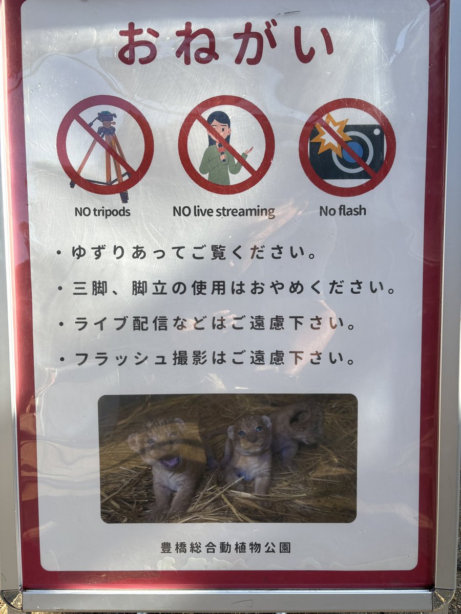 non_hoi_park's tweet photo. 本日からシルクと3頭の仔を公開開始します！
展示場前での混雑が予想されます。
・ゆずりあってご覧下さい
・三脚、脚立の使用はおやめください
・ライブ配信などはご遠慮下さい
・フラッシュ撮影はご遠慮下さい

よろしくお願いします。
#のんほいパーク #豊橋 #動物園 #ライオン https://t.co/O3BGlDjwYr