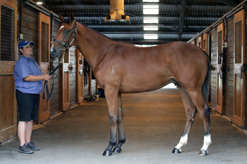 $25,000 bonus loading .....💸💸

Tomorrow, Avondale JC will see the running of the next NZB Mega Maiden Series race for the season. The six Karaka Millions eligible horses up for the $25,000 bonus if they win Race 3 include:

💰Toruk Makto (NZ) (Eminent)
💰 Kerbline (NZ)