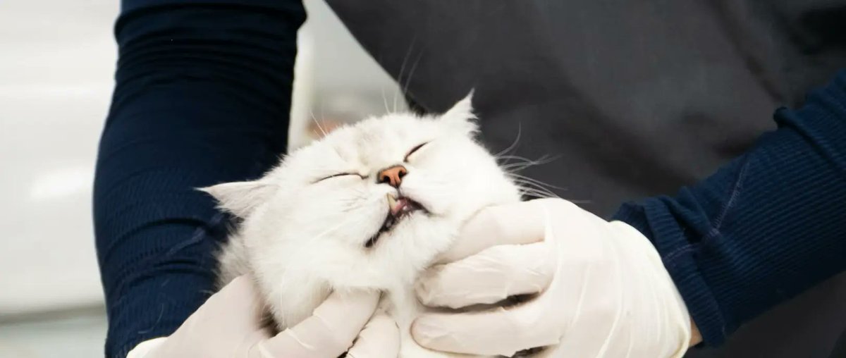 Paxshal Mehta tweet media