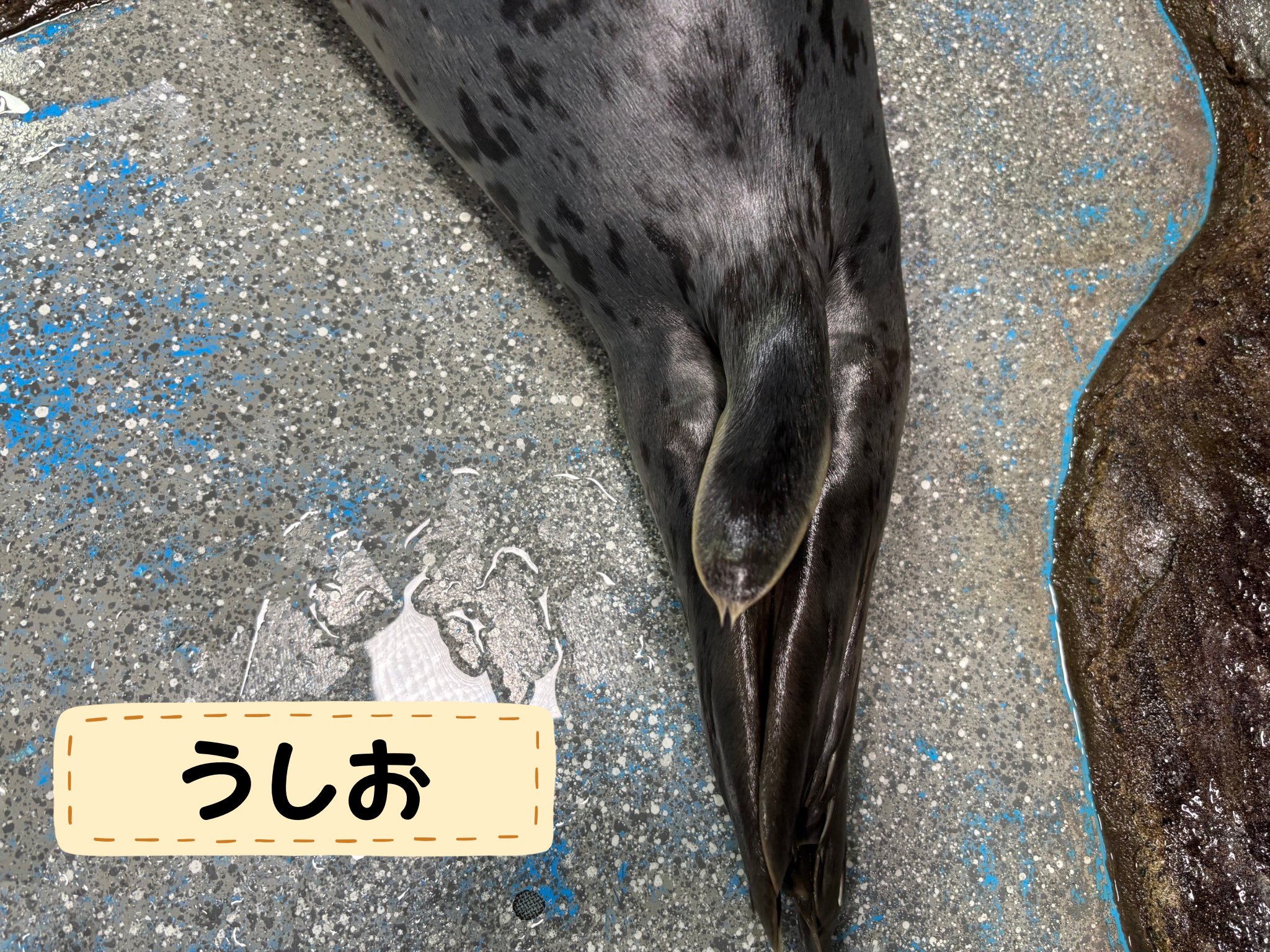 青森県営浅虫水族館【公式】 on X: 