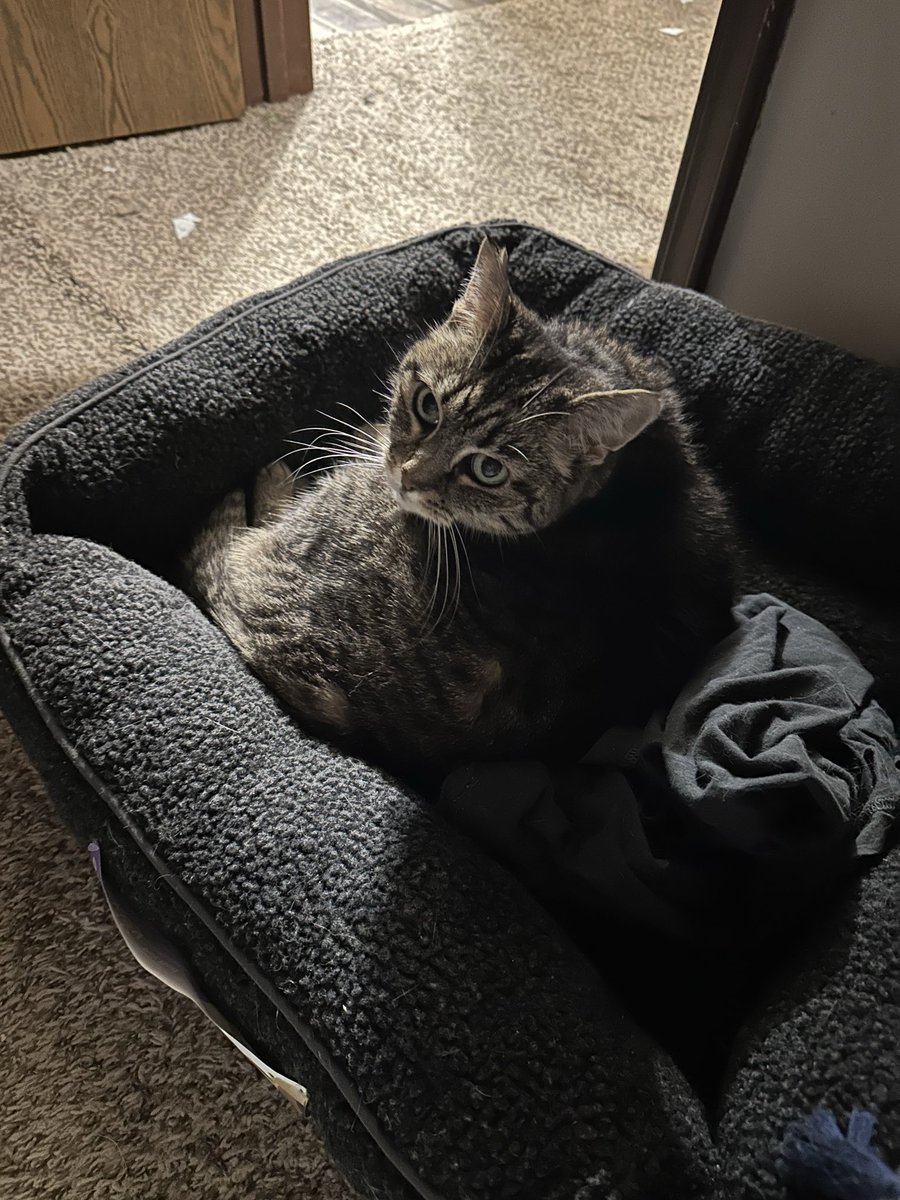 Bought a cat bed for the kittens to share. Bella was not about it. (cc: <a href="/alaskastardust/">habitual line-stepper</a> <a href="/GracePersephone/">Jesuit for X-Men</a>)
