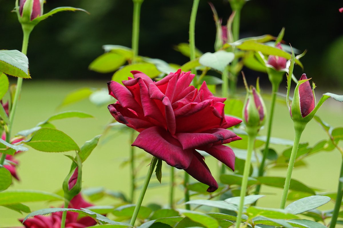 今朝 #バラ園 に行ったら、昨日よりも多くの種類の #バラ が咲き始めて