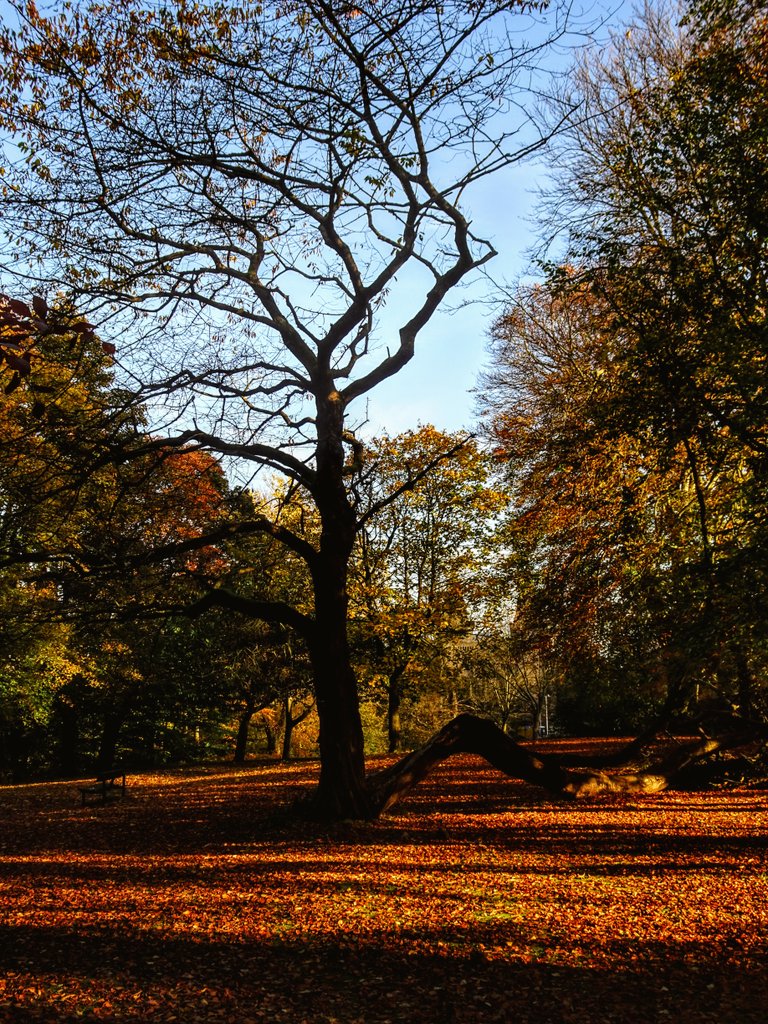 El otoño es la primavera de las flores caídas.