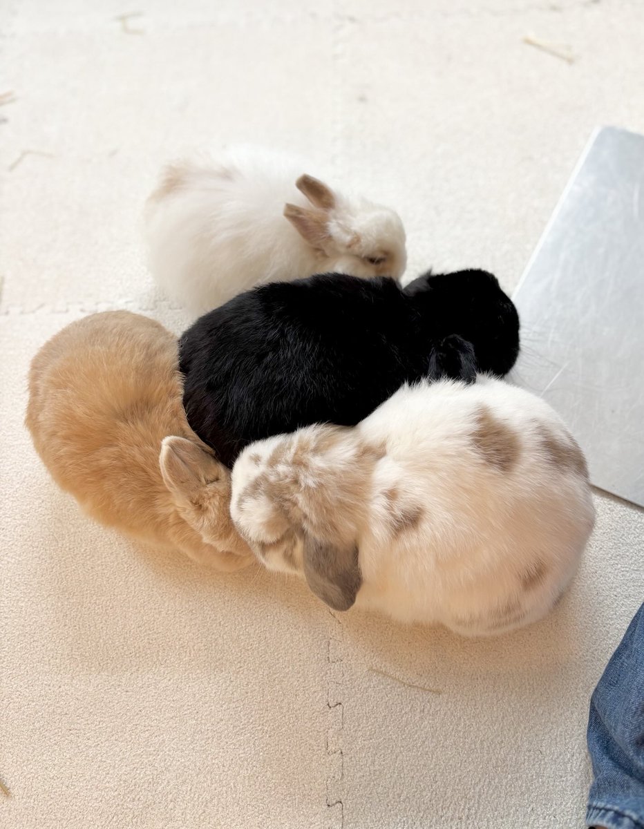 ４羽むぎゅむぎゅ