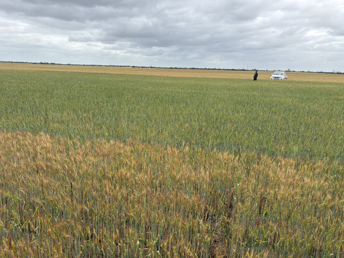 Matt Witney tweet media