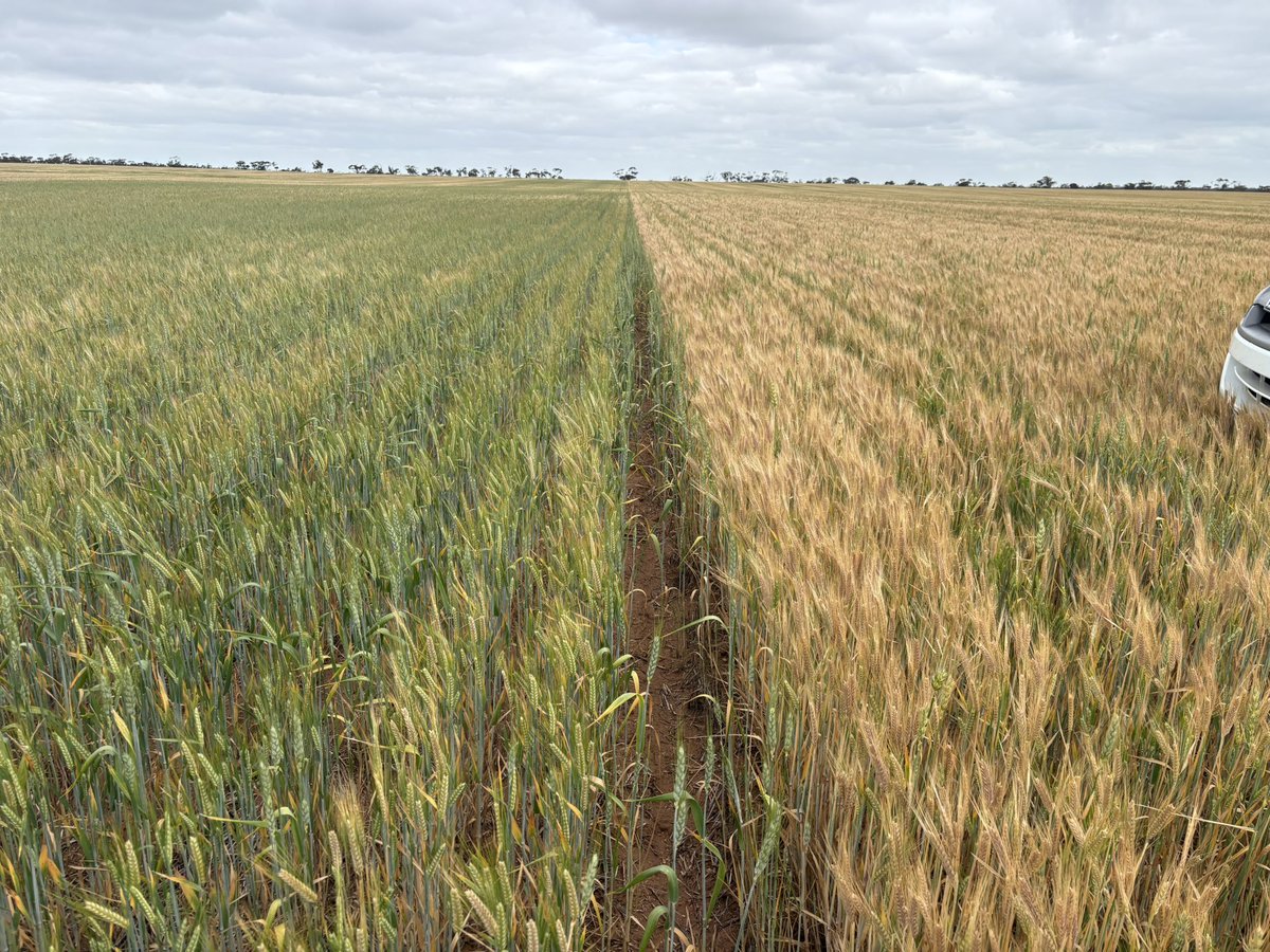 Matt Witney tweet media