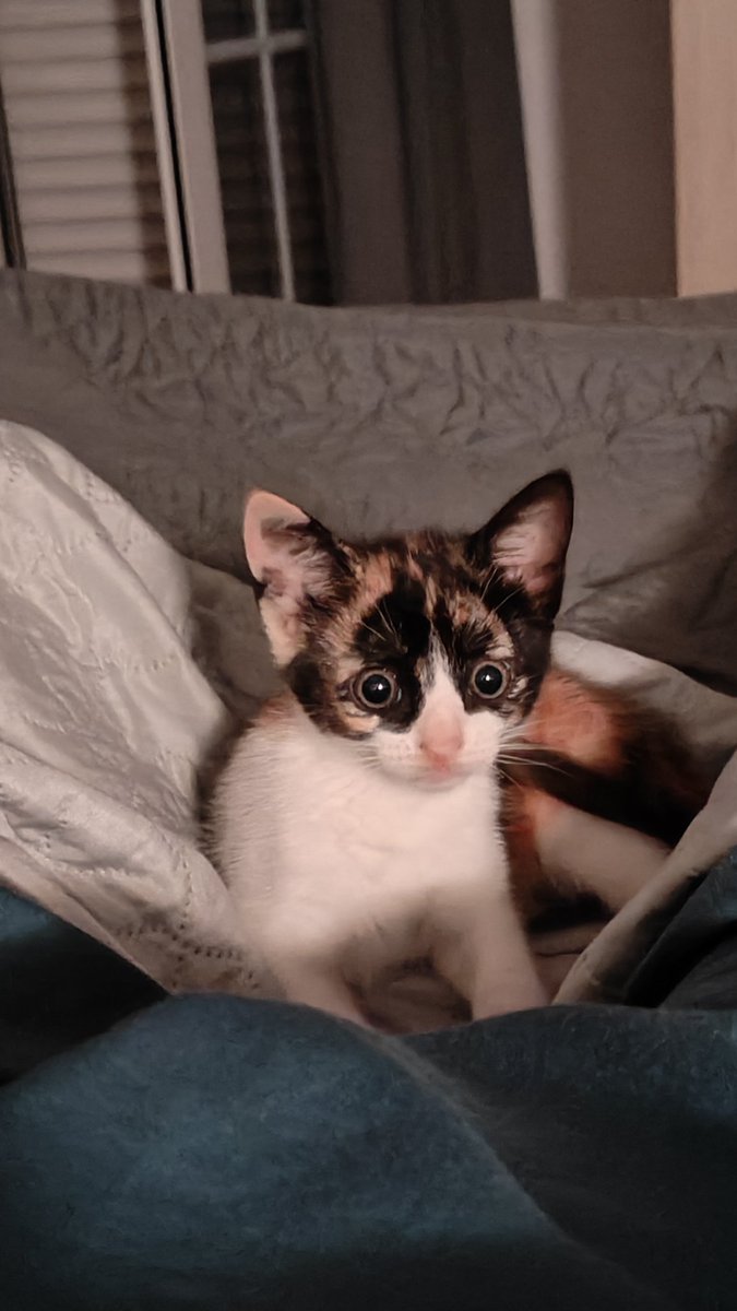 illoSoldi tweet media