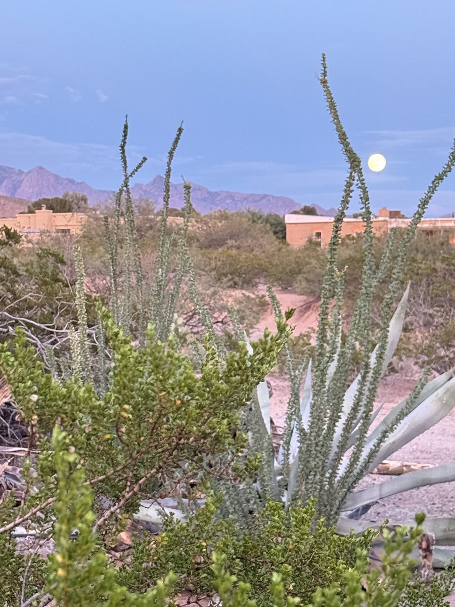 cat heifner tweet media