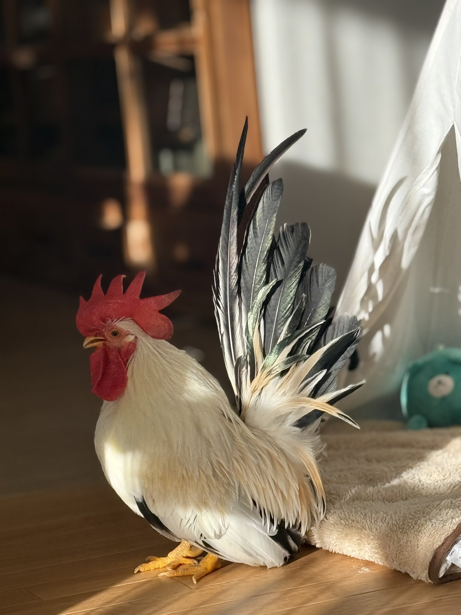 シマ鳥 (@shimahekotori_) / X