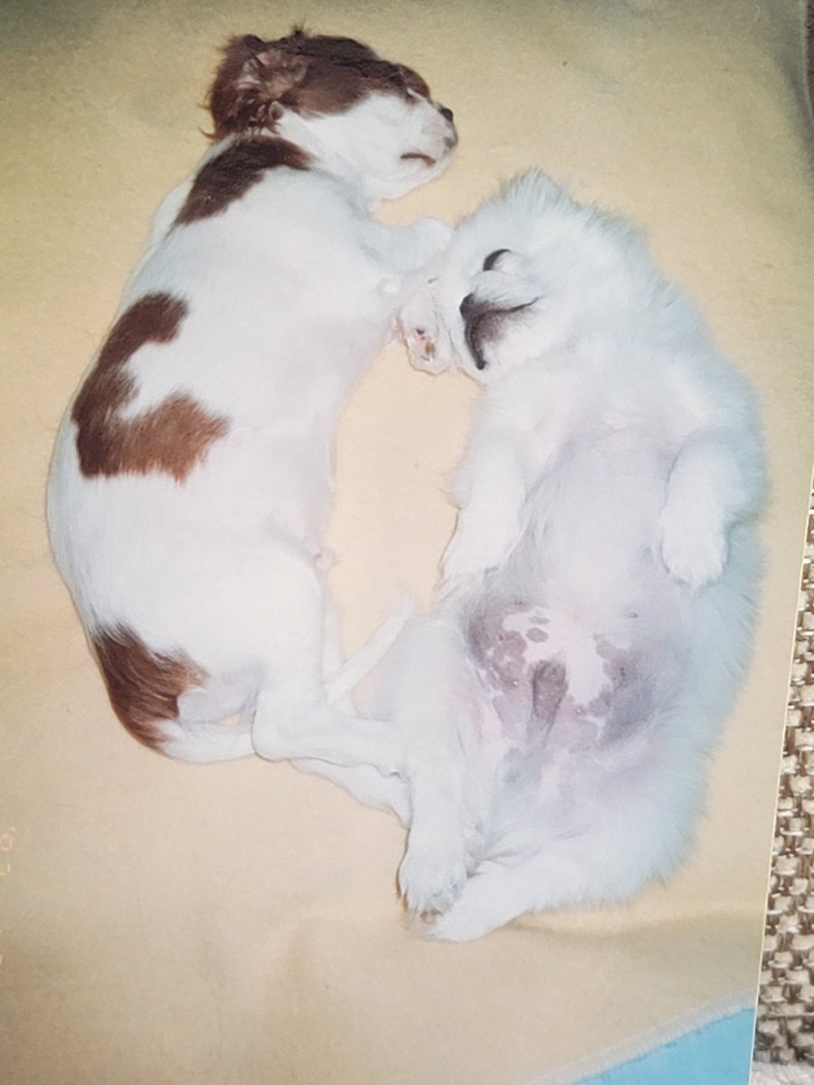 fuse0032's tweet photo. 今日は天国の愛犬たけちゃんのお誕生日🎂🐶✨『おめでとう💖何か一言お願いします🙇』とお祈りして引いたら『ありがとう』のカードが飛び出してきて朝からホロリとしてしまいました。

「おめでとう」「ありがとう」会話できとるやん😆💕✨カードの枚数増やそうかな🤔✨
https://t.co/vcT8cUyuRb https://t.co/zeT30hkyx8