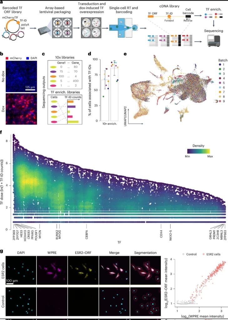 ascanet's tweet image. Liu et al. developed single-cell transcription factor sequencing (scTF-seq), a single-cell technique that induces barcoded, doxycycline-inducible TF overexpression and quantifies TF dose-dependent transcriptomic changes ➡️ nature.com/articles/s4158…
#SingleCell #SpatialBiology