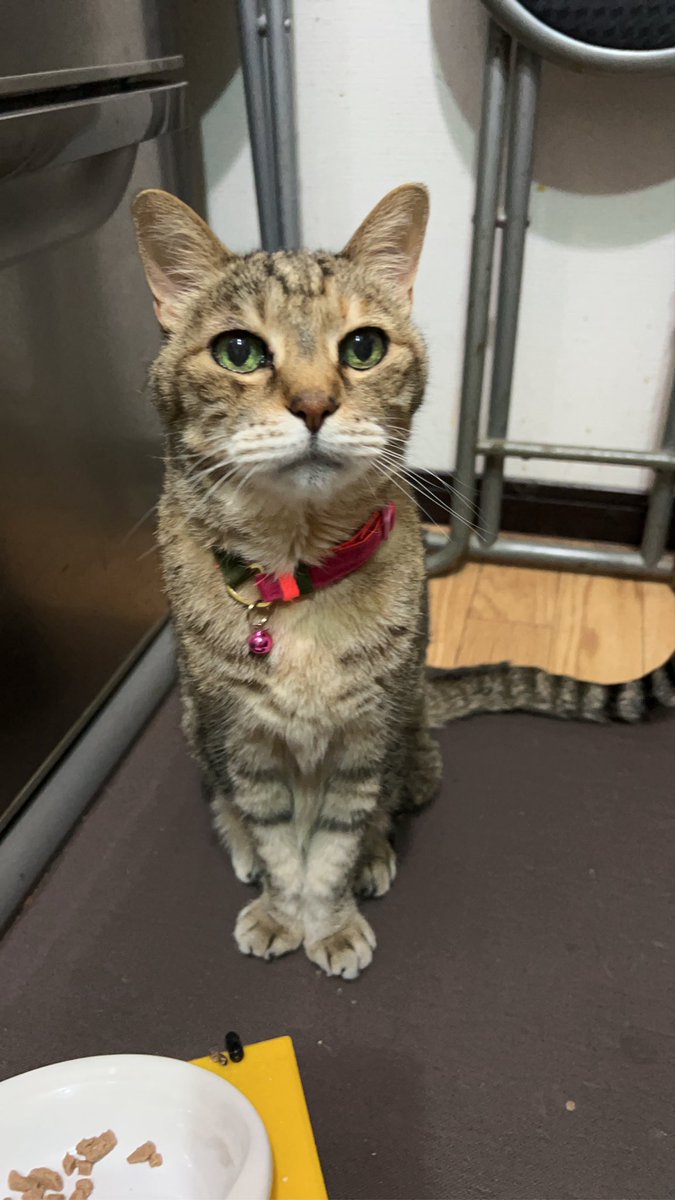 お目目キラキラ(ღ✪ｖ✪)✨
「ご飯にササミふりかけして欲しいにゃ♡」
タラコ19歳😽

 #猫のいる暮らし