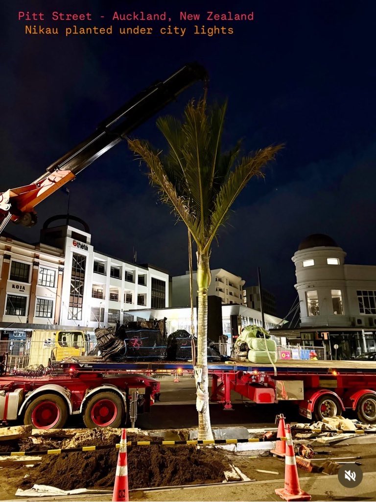 sbaker1428's tweet photo. The first of 8 nīkau trees have been planted on Pitt Street as part of streetscape works for CRL.

📸Specimen Tree Landscapes via IG https://t.co/NJoB0c9asH