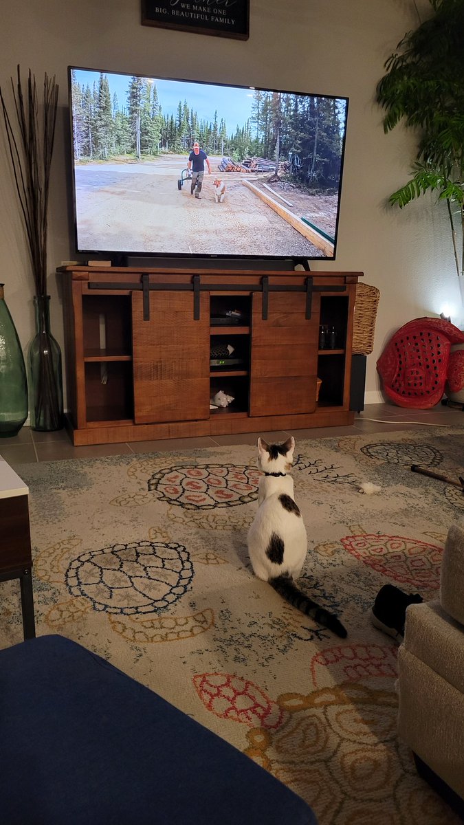 Just little man watching his show. Lol