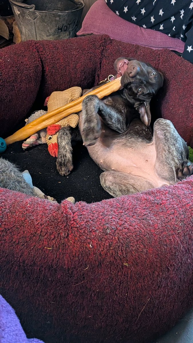 karnlt's tweet image. Bluebell 14 week old #germanshorthairedpointer #GSP entering a large natural treat!