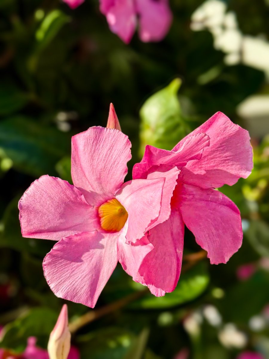 Atar Zhu (@atarzhu) on Twitter photo 