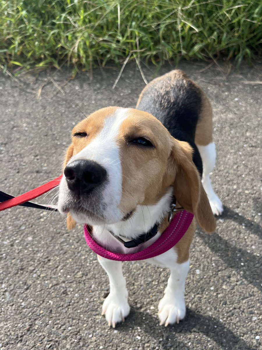 ビーグルカフェRAPPY tweet media